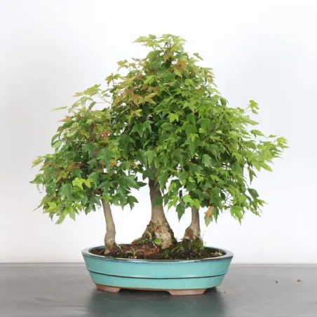 Bonsai Erable Bosquet ABF-1-3