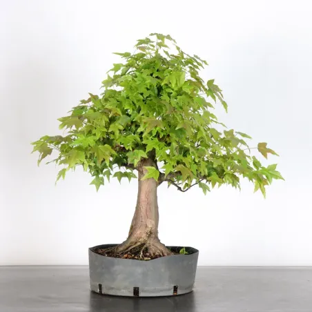 érable "acer buergérianum" 3-22