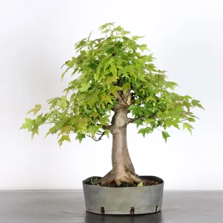 image supplémentaire - érable "acer buergérianum"...