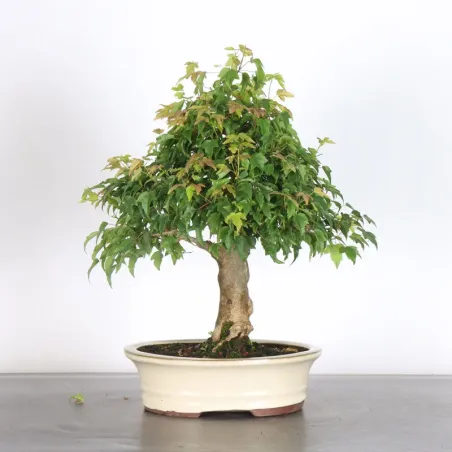 Bonsai Erable Burger AB-1-11