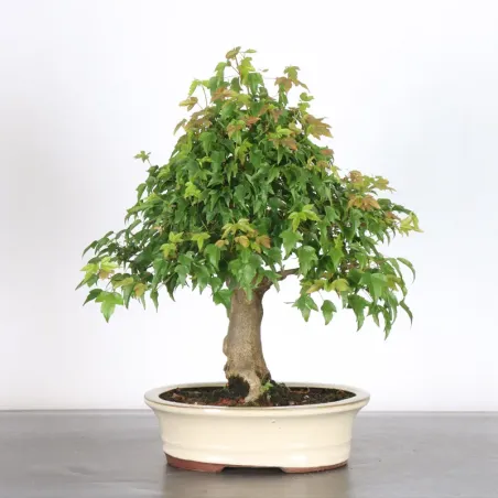 image supplémentaire - Érable "ACER BUERGERIANUM"...