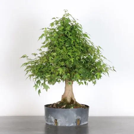 Bonsai Erable Burger AB-1-19