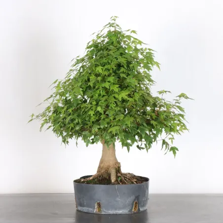 image supplémentaire - Érable "ACER BUERGERIANUM"...