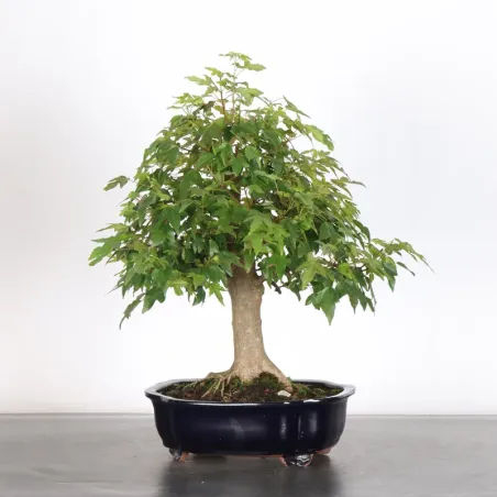 image supplémentaire - Maple "ACER BUERGERIANUM" 1-18