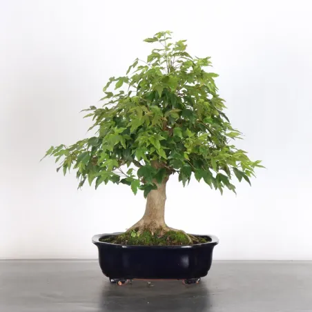 Bonsai Erable Burger AB-1-18