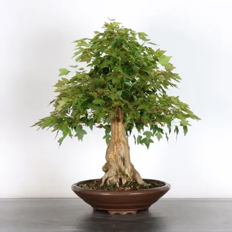 Bonsai Erable Burger AB-3-9