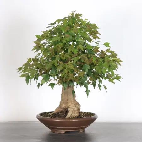 image supplémentaire - MAPLE "ACER BUERGERIANUM" 3-9