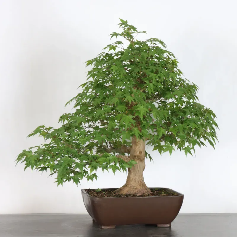 image supplémentaire - ERABLE DU JAPON "ACER...