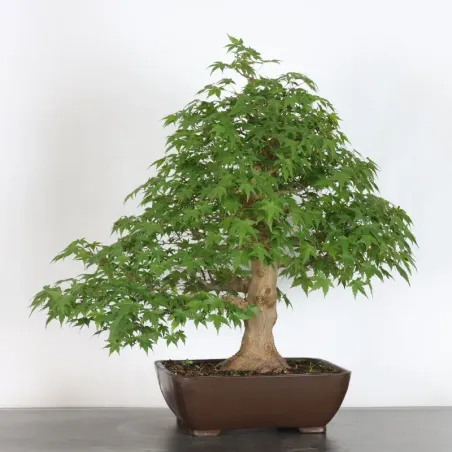 image supplémentaire - ERABLE DU JAPON "ACER...