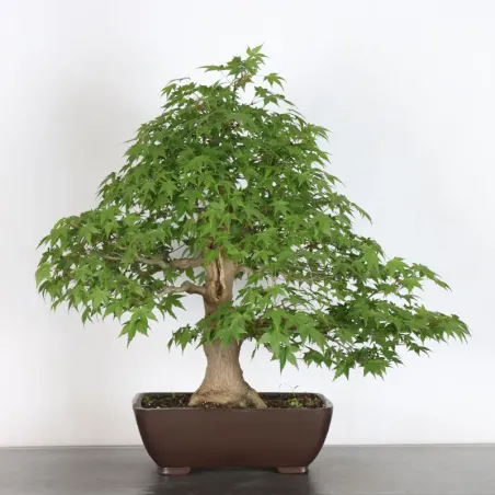 Bonsai Acer Palmatum AP-2-17