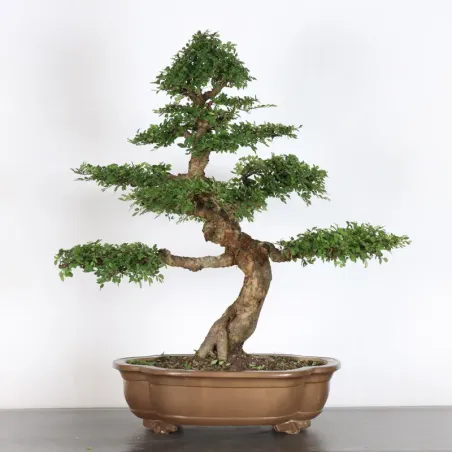 Chinese elm "ulmus parvifolia" 2-15