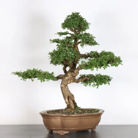image supplémentaire - Orme de chine "ulmus...