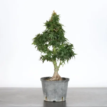 ÉRABLE DU JAPON "ACER PALMATUM KOTO HIMÉ" 1-13