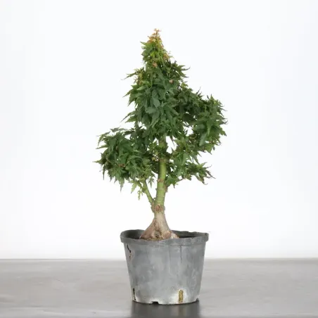 image supplémentaire - ÉRABLE DU JAPON "ACER...