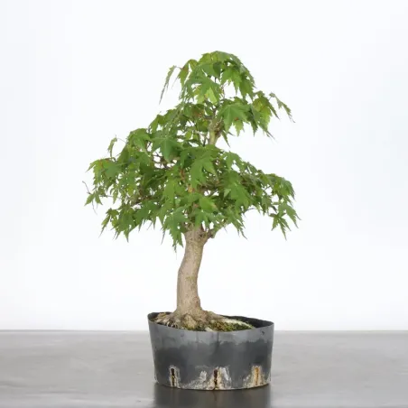 Prebonsai erable palmatum n°13