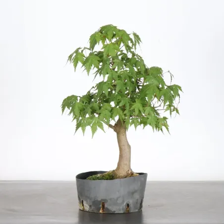 image supplémentaire - Prebonsai erable palmatum n°13