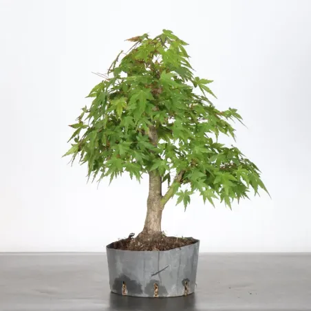 image supplémentaire - PREBONSAI MAPLE PALMATUM n°14