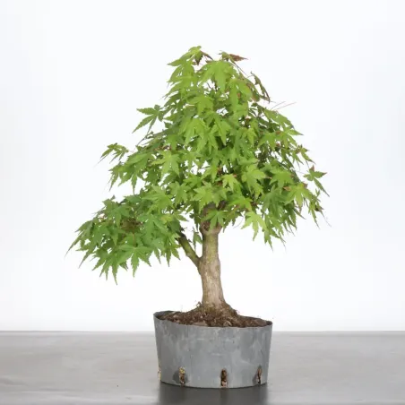 PREBONSAI MAPLE PALMATUM n°14