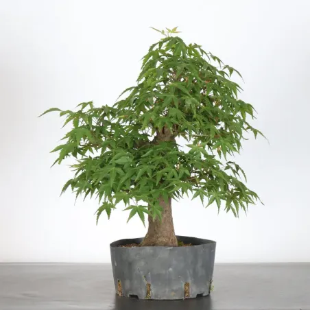 image supplémentaire - PREBONSAI MAPLE PALMATUM n°15