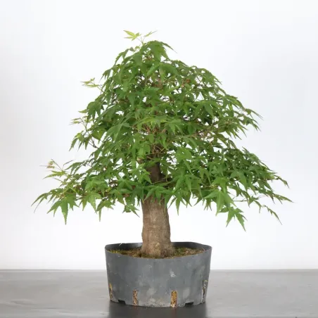 PREBONSAI ERABLE PALMATUM n°15