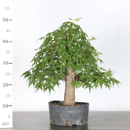 image supplémentaire - PREBONSAI ERABLE PALMATUM n°16