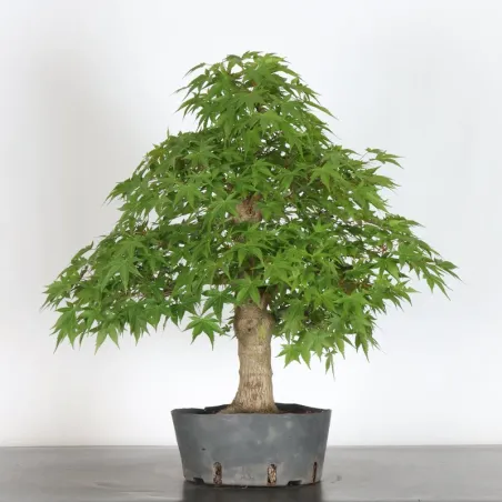 PREBONSAI ERABLE PALMATUM n°16