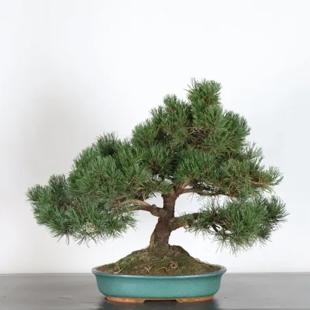 BONSAI PINUS MUGO 2-20 (broken pot)