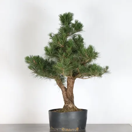 image supplémentaire - JAPANESE BLACK PINE...