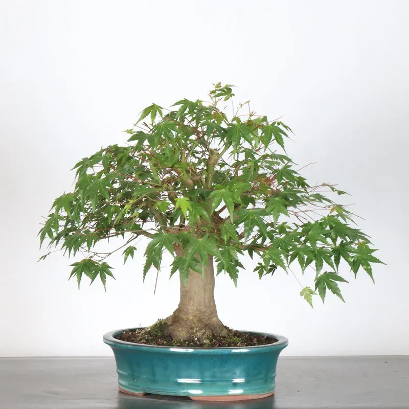 ERABLE DU JAPON "ACER PALMATUM" 3-19