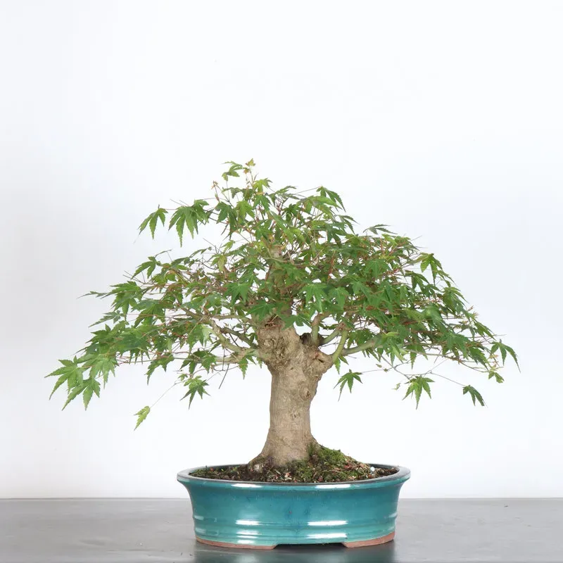image supplémentaire - ERABLE DU JAPON "ACER...