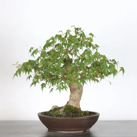 image supplémentaire - Japanese maple "acer...