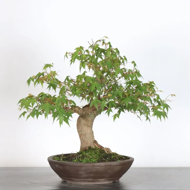 ERABLE DU JAPON "ACER PALMATUM" 3-21