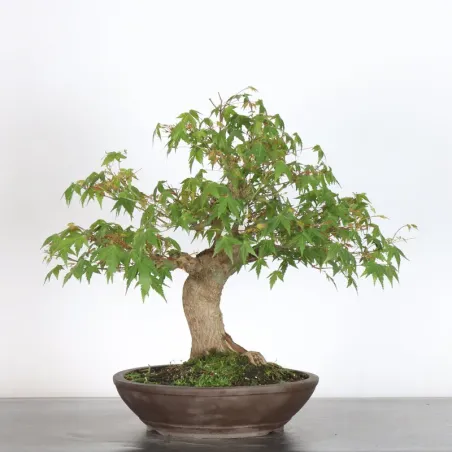 ERABLE DU JAPON "ACER PALMATUM" 3-21