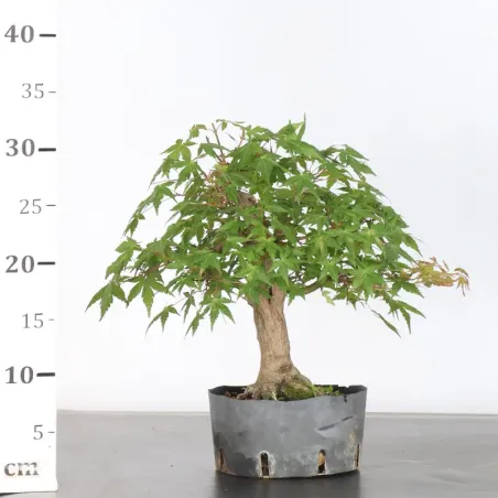 image supplémentaire - Prebonsai palmatum maple n°20