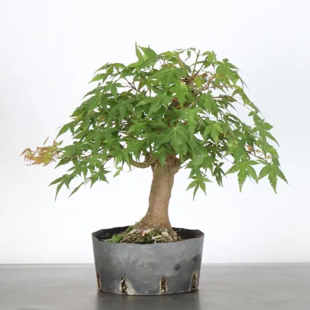 Prébonsai érable palmatum n°20