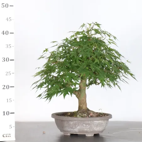 image supplémentaire - PREBONSAI ERABLE PALMATUM n°23