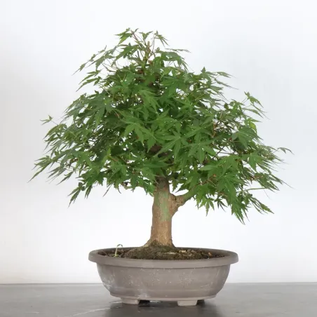 PREBONSAI MAPLE PALMATUM n°23