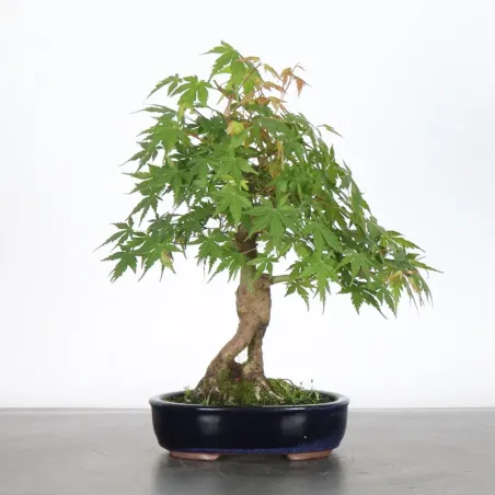 image supplémentaire - Japanese Maple "ACER...