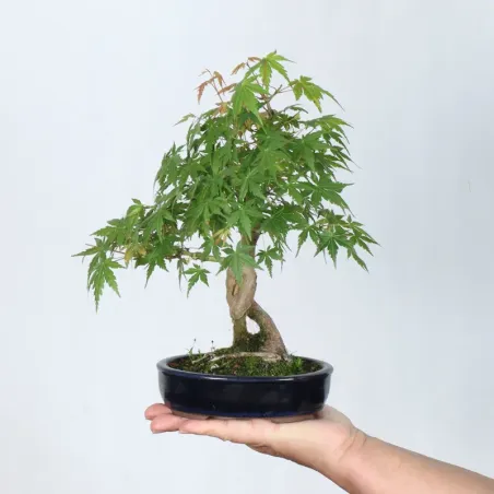 Bonsai Acer Palmatum Shohin APS-1-1
