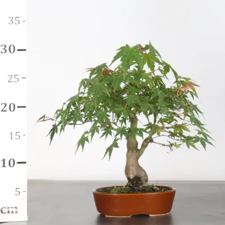 image supplémentaire - ÉRABLE DU JAPON "ACER...