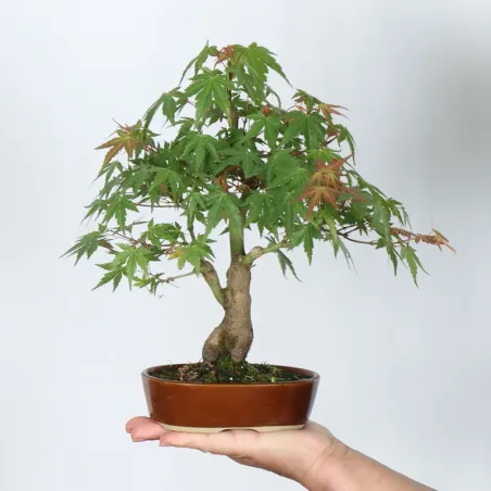 Bonsai Erable Palmatum APS-1-10