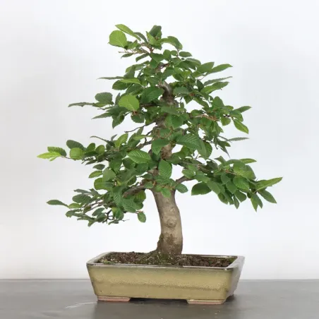 CHARME "Carpinus" 1-16