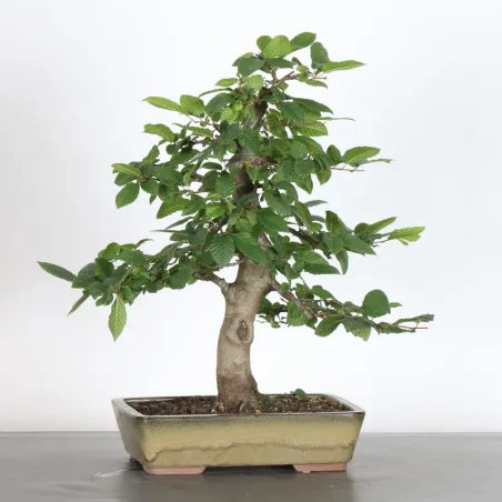 image supplémentaire - CHARME "Carpinus" 1-16