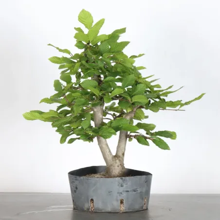 image supplémentaire - CHARME "Carpinus" 1-2