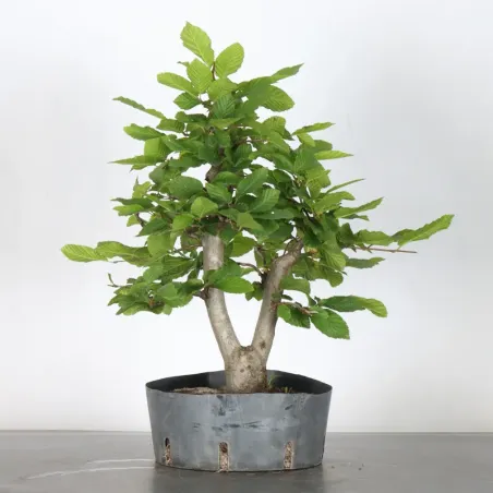 Bonsai Charmes CH-1-2