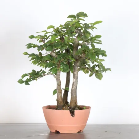 Bonsai Charmes CH-2-6