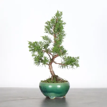 image supplémentaire - JUNIPER "JUNIPERUS...