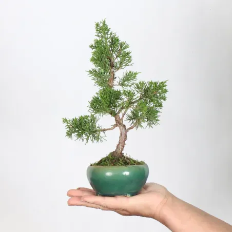 Bonsai Genévrier de Chine