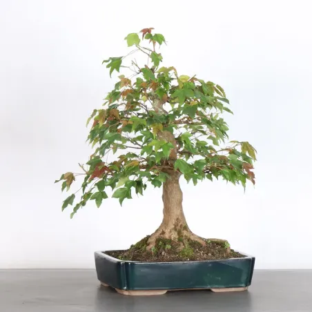 Bonsai Erable AB-5-9