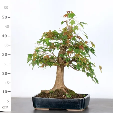 image supplémentaire - Maple "ACER BUERGÉRIANUM" 5-9